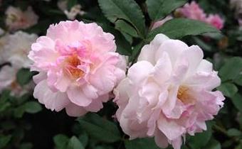 薔薇花開(kāi)