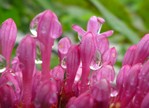 花雨露 范建國攝影作品