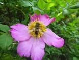 刺梨花 范建國攝影