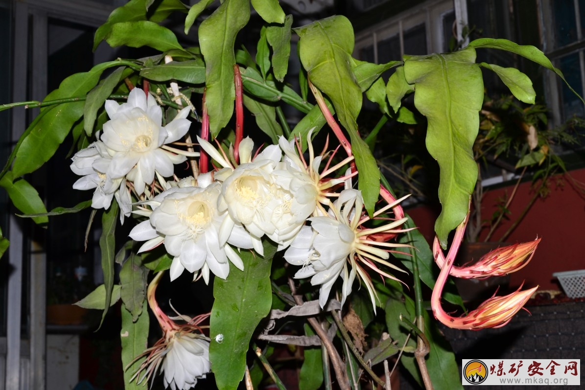 一株曇花竟然盛開(kāi)11朵，實(shí)屬罕見(jiàn)。