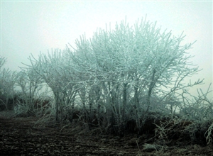 秦雪琪：梨花