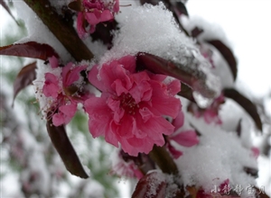 雪花 吳靜攝影作品