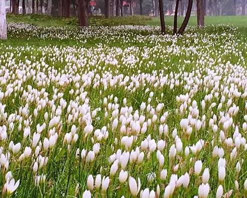 花海 王淑梅攝影作品