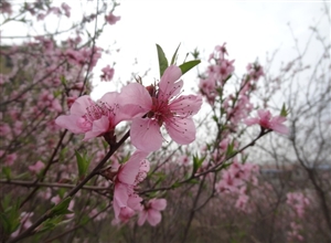 《桃花壓枝笑春風(fēng)》 作者：萬(wàn)祖波