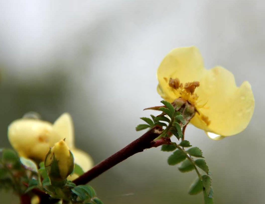 雨后黃花露珠落-趙延鴿